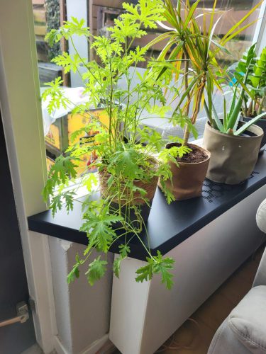 Ingericht met planten